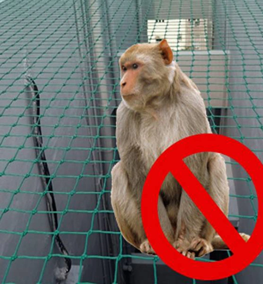 Monkey Safety Nets Raipur