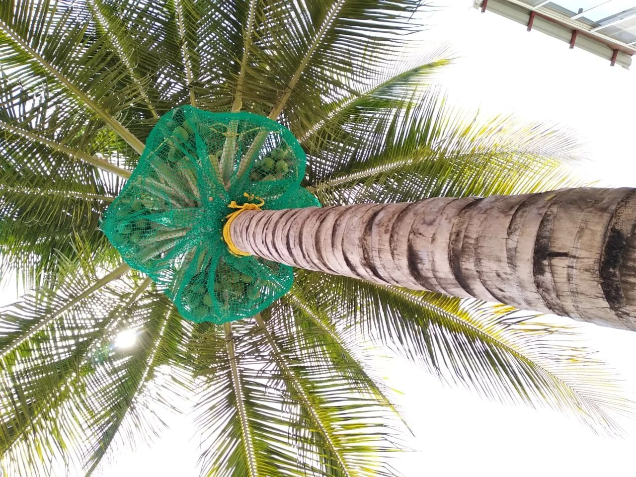 Coconut Tree Safety Nets – Protection from Falling Coconuts